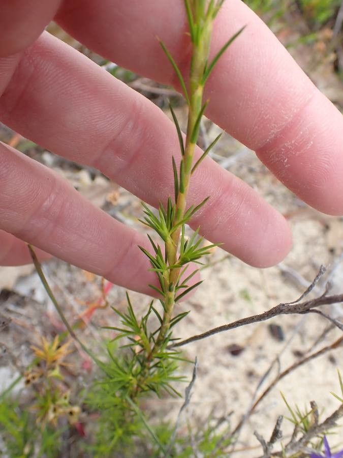 Calectasia narragara — houseplant care guide