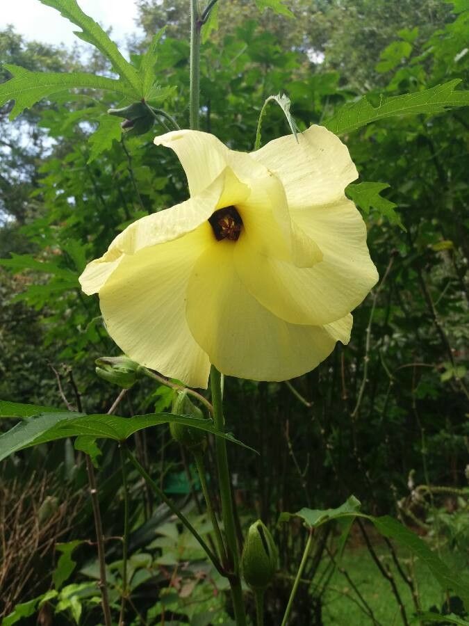 Hibiscus lunariifolius flower