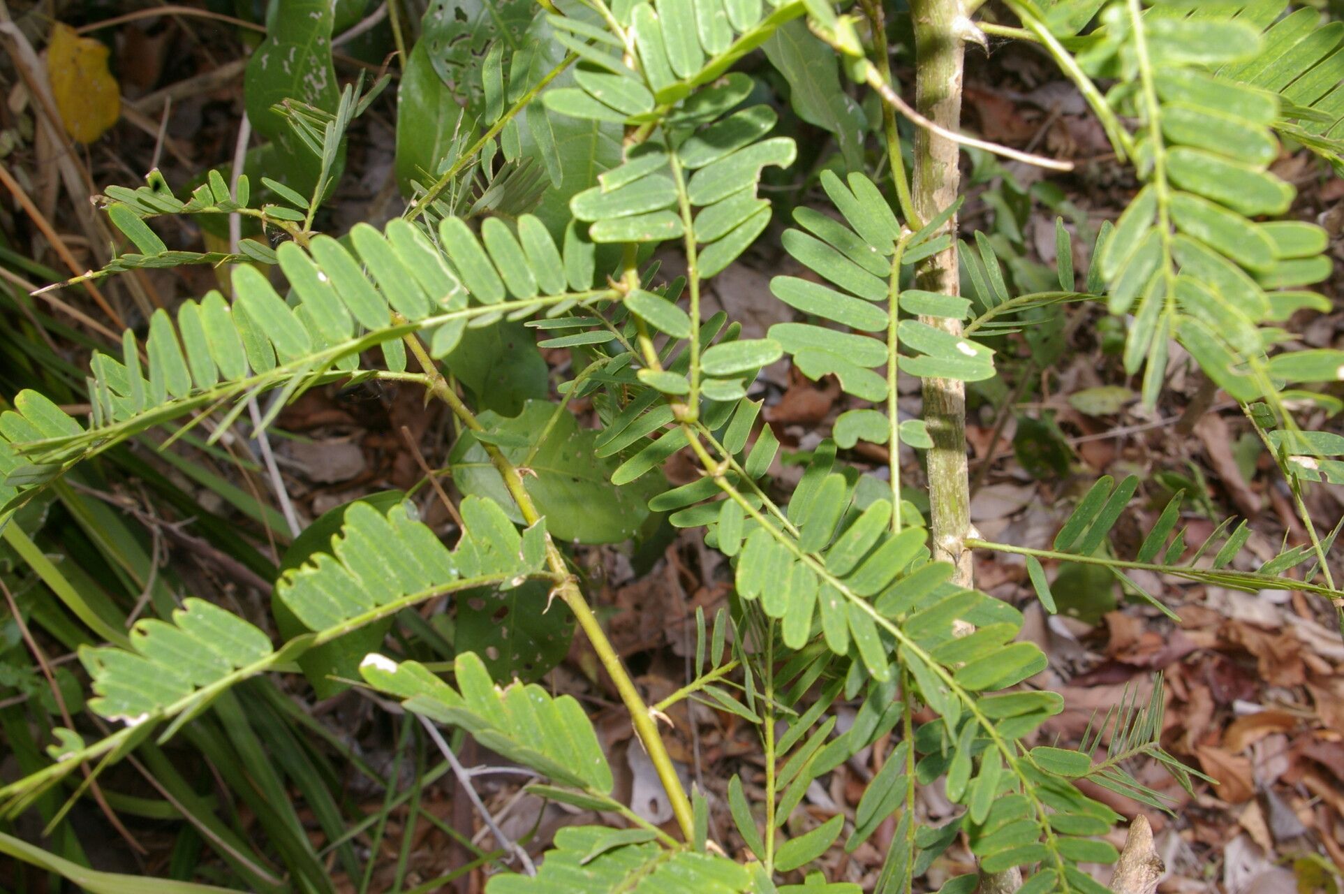 Machaerium microphyllum — houseplant care guide