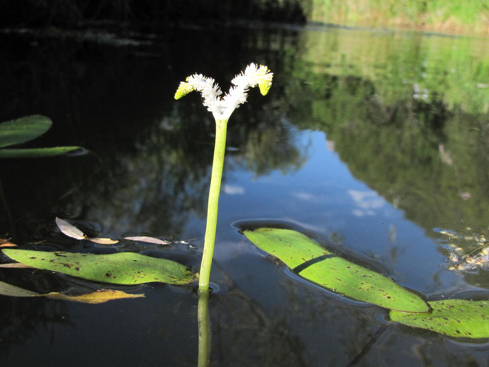 Aponogeton desertorum habit