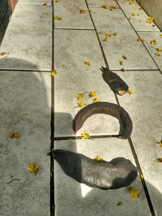 Caesalpinia paipai fruit