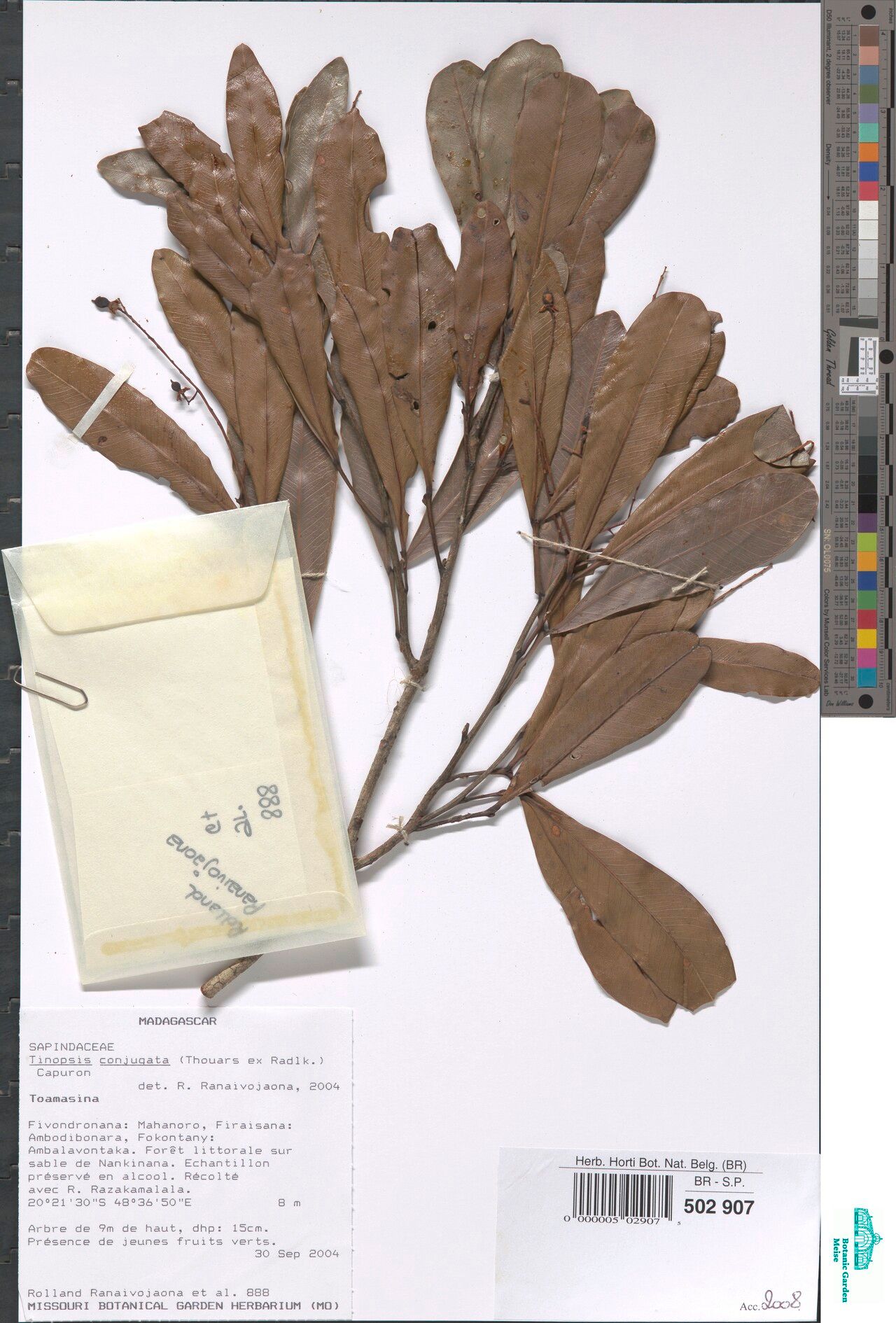 Triumfetta likasiensis — houseplant care guide