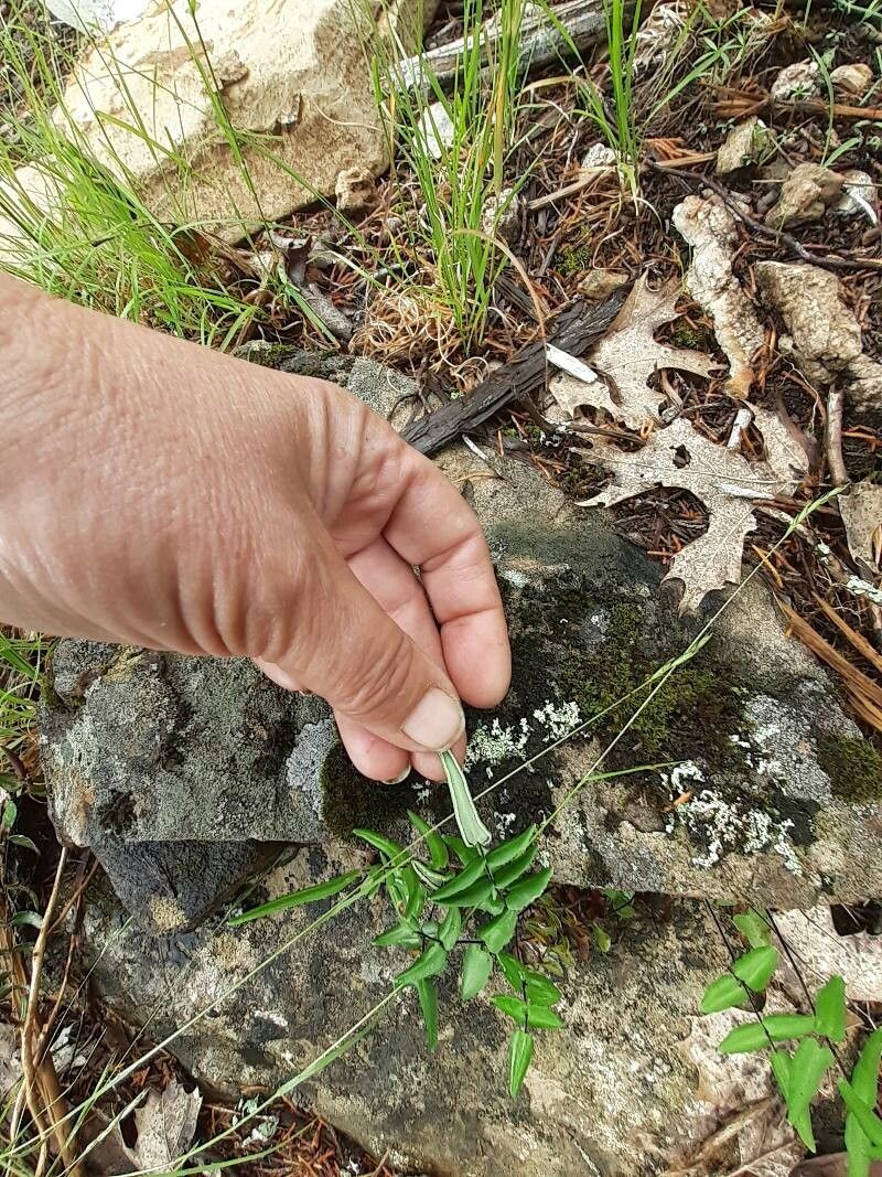 Pellaea atropurpurea other