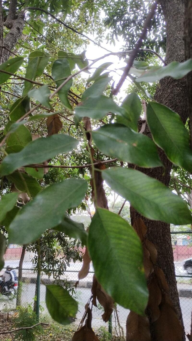 Pterocarpus macrocarpus — search result for 'Pterocarpus'