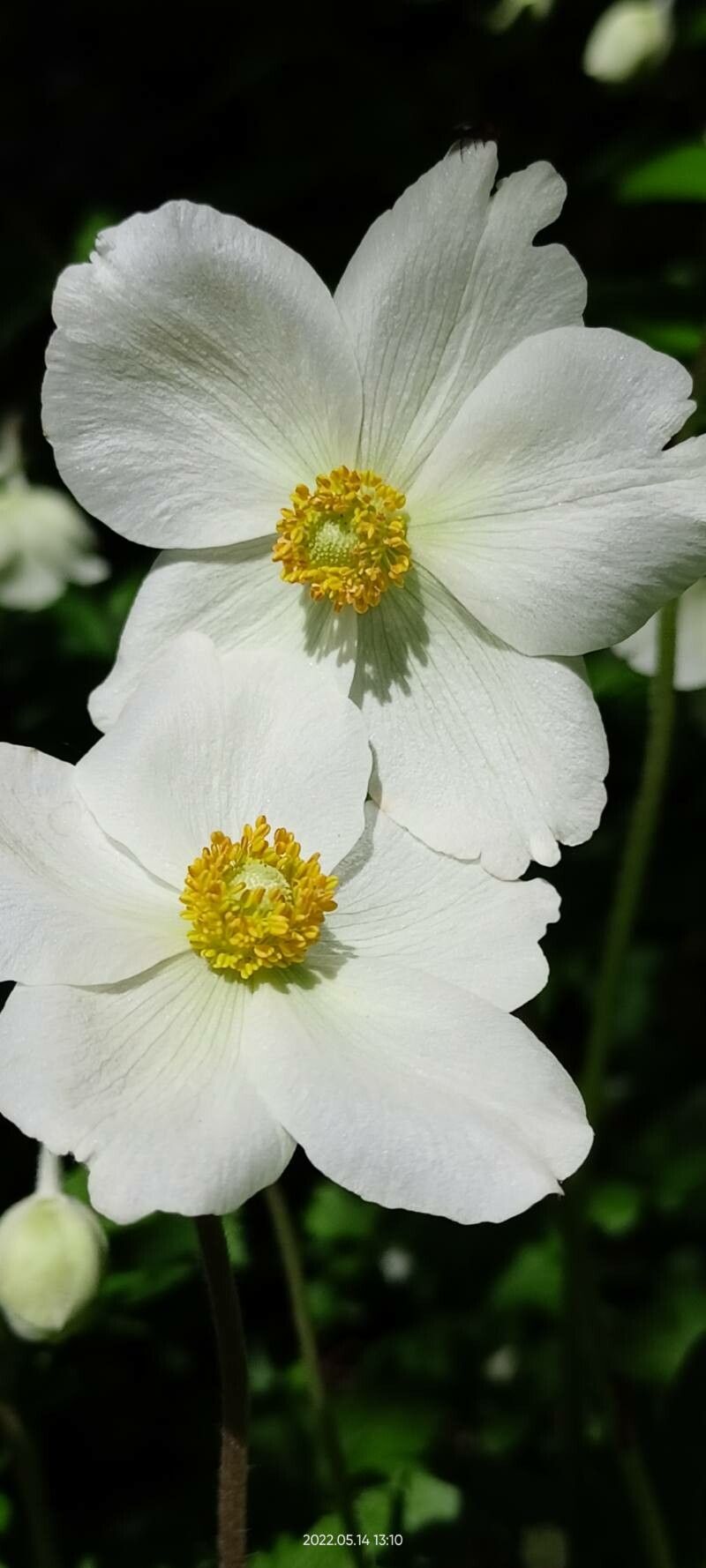 Anemonoides sylvestris flower
