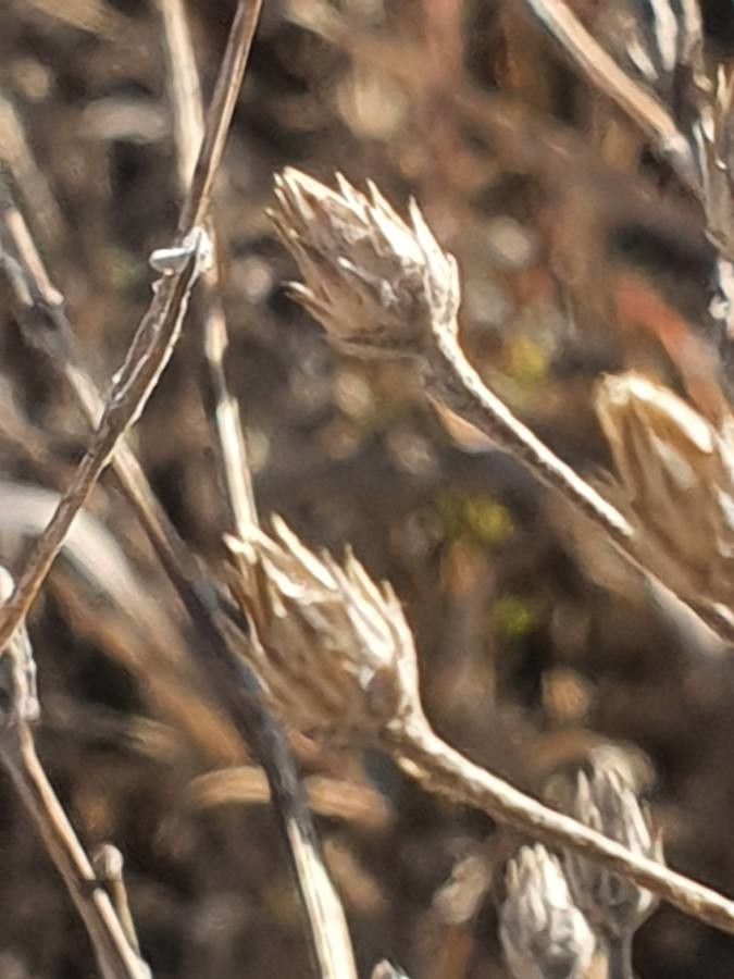 Gutenbergia rueppellii fruit