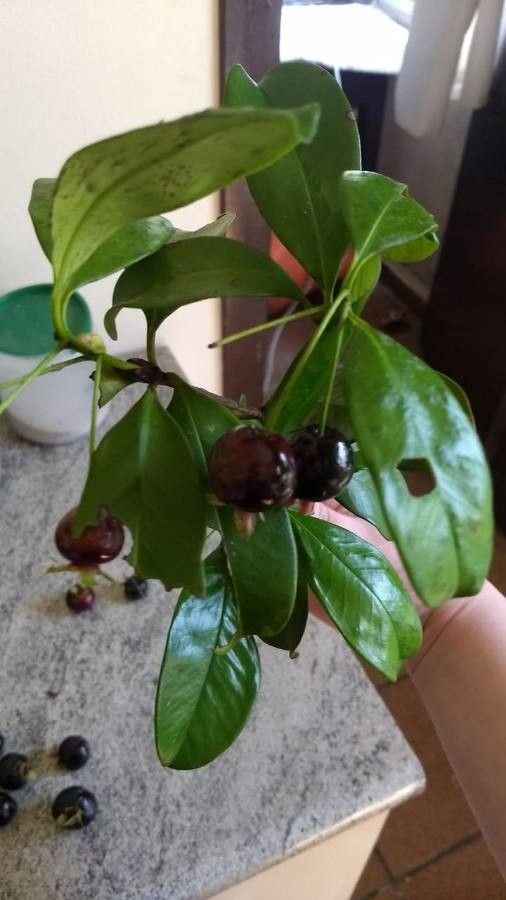 Eugenia brasiliensis — search result for 'Myrtaceae'