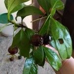 Eugenia brasiliensis