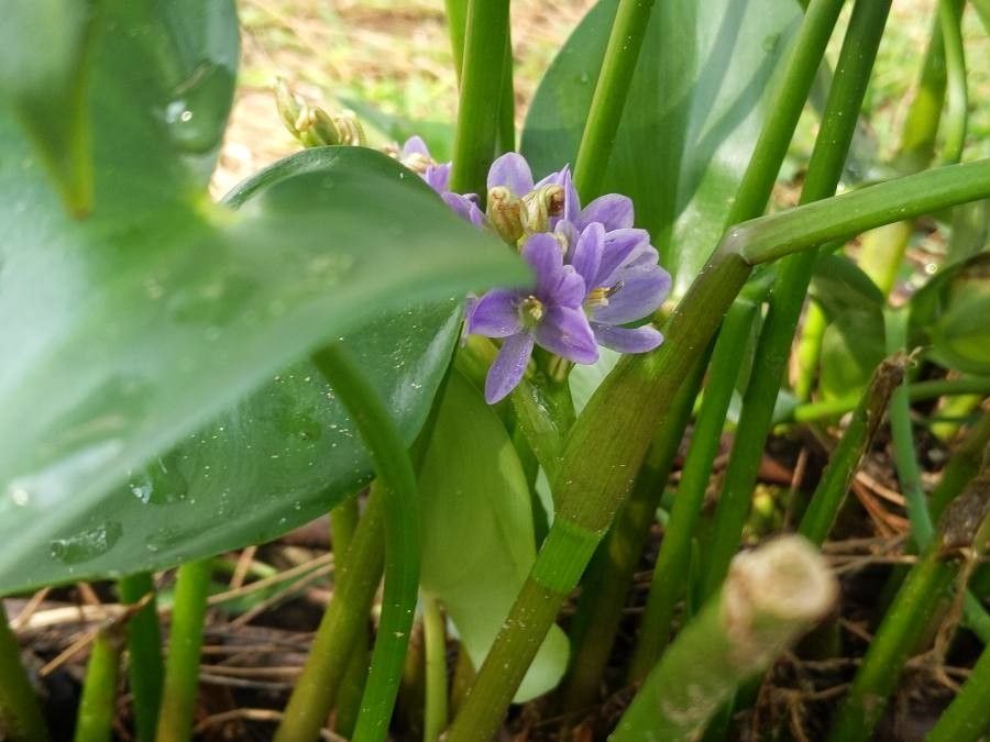 Monochoria hastata flower