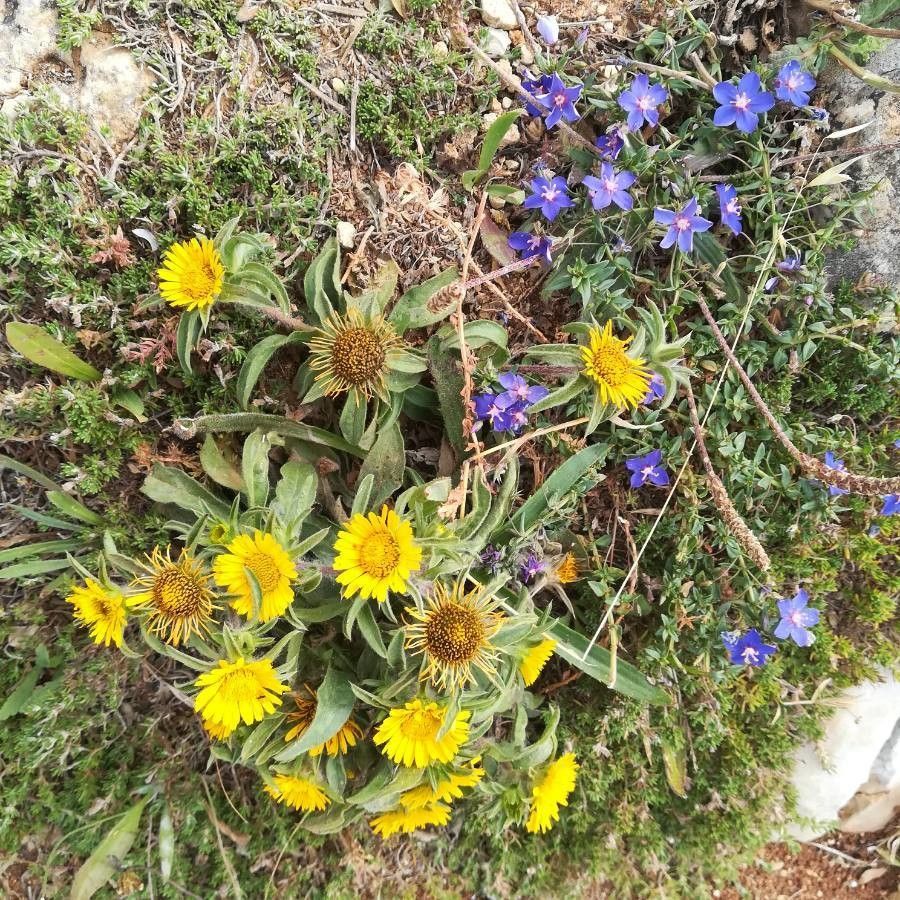 Asteriscus aquaticus fruit