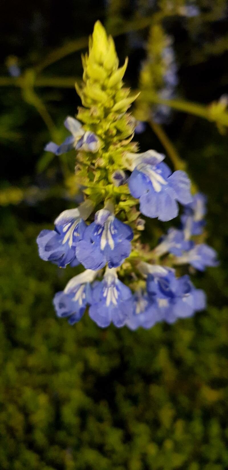 Salvia uliginosa flower