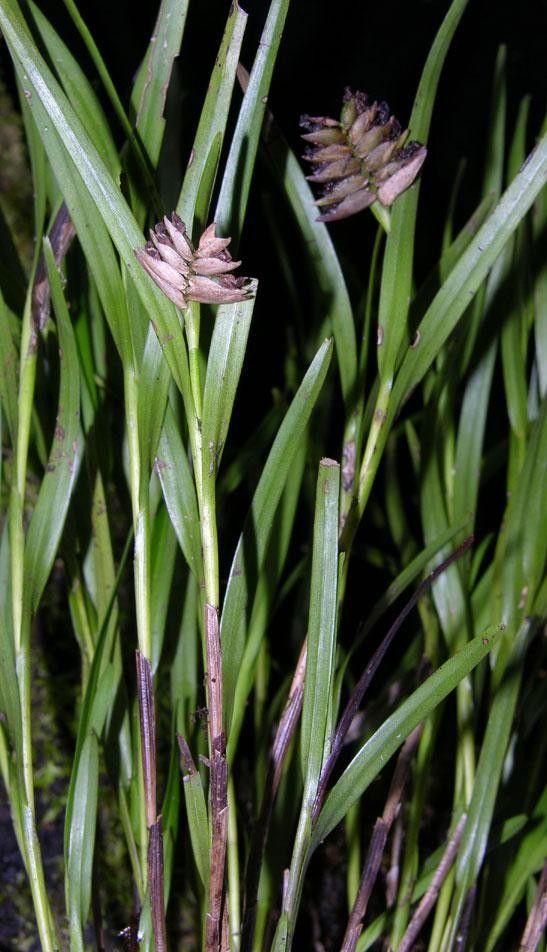 Elleanthus graminifolius other