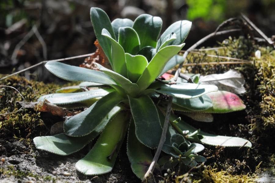 Saxifraga cotyledon — search result for 'Norway'