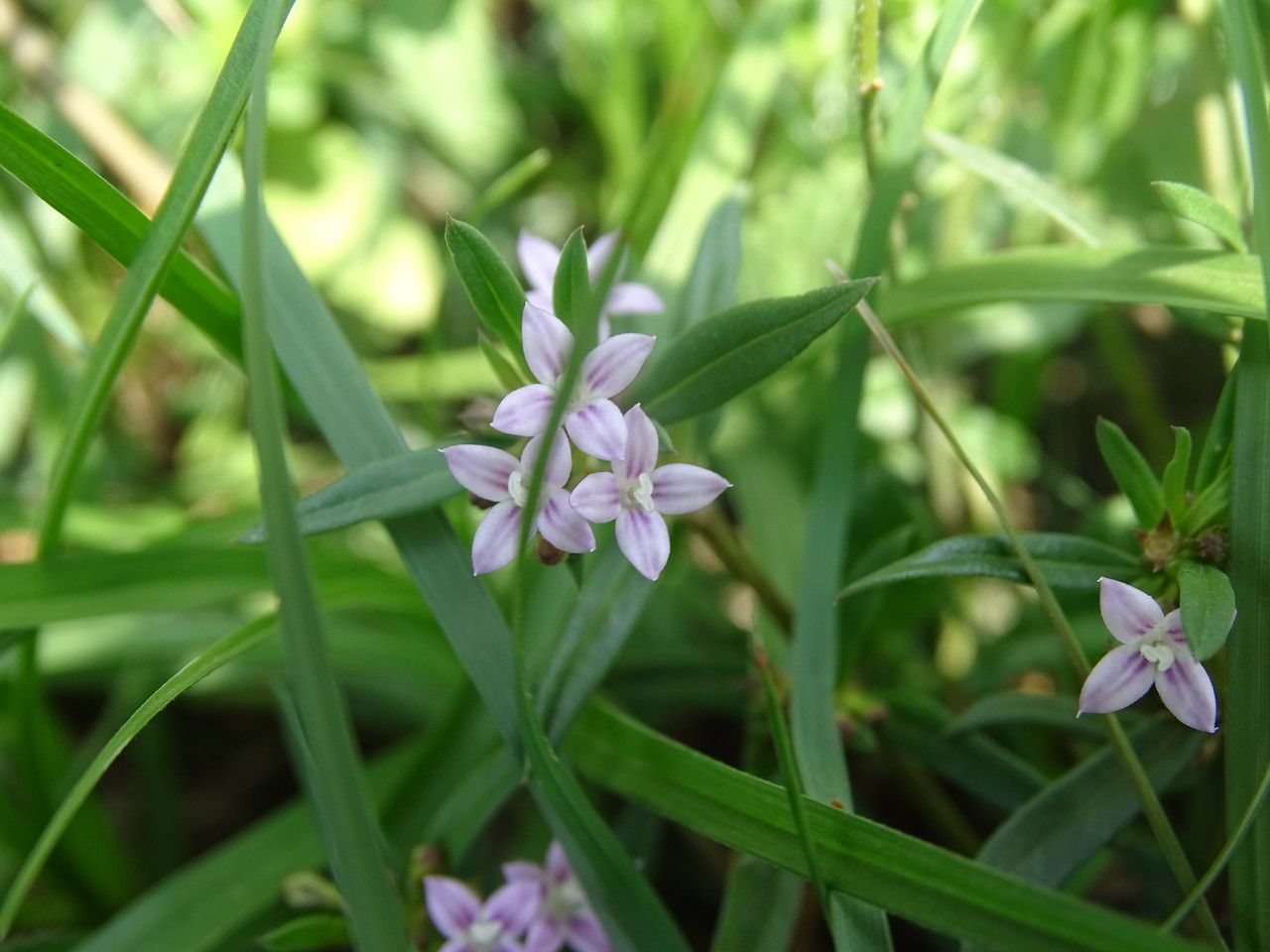 Oldenlandia corymbosa — search result for 'Rubiaceae'