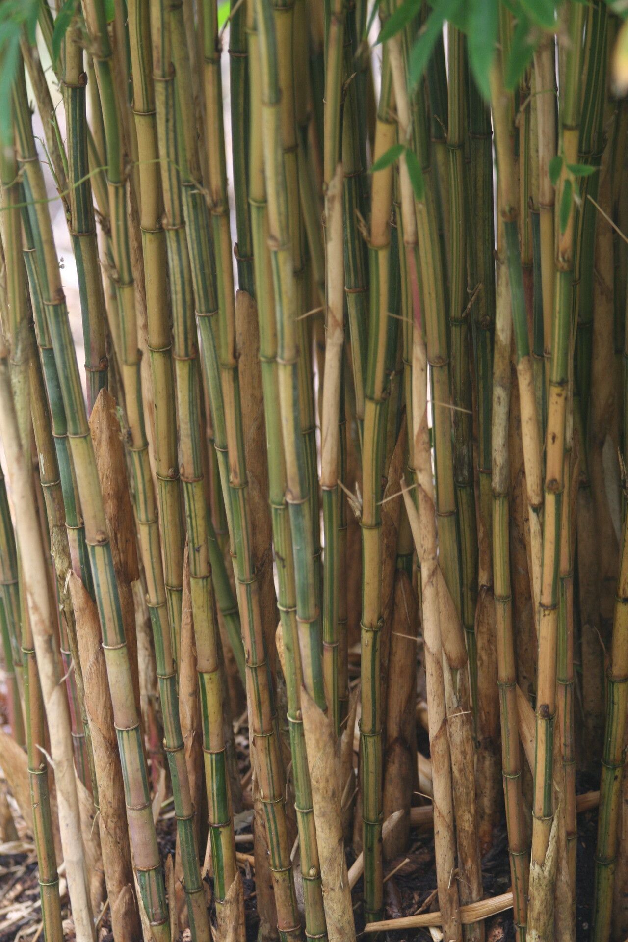 Himalayacalamus falconeri bark