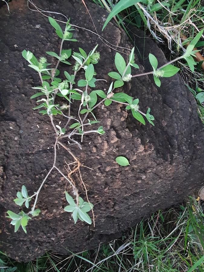 Blepharis maderaspatensis habit