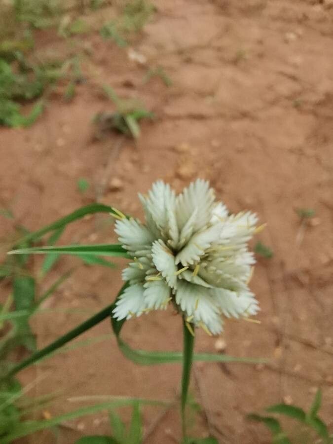 Cyperus niveus fruit