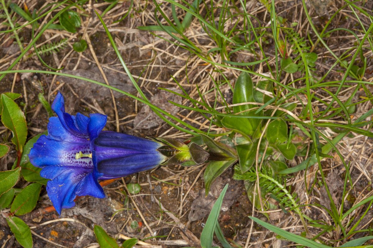 Gentiana clusii — search result for 'Gentiana'