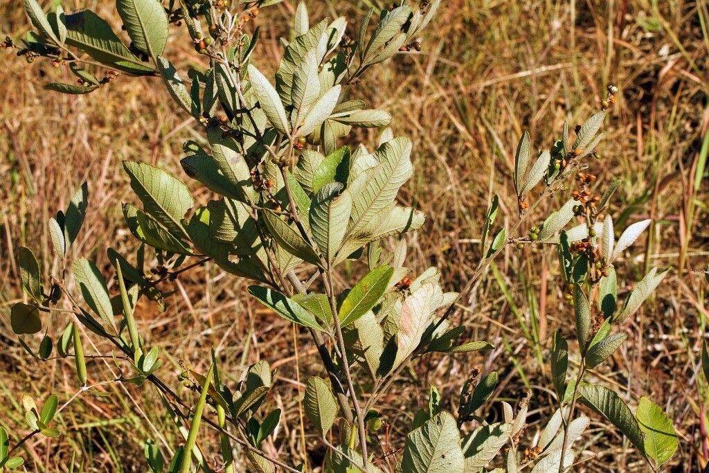 Searsia kirkii habit