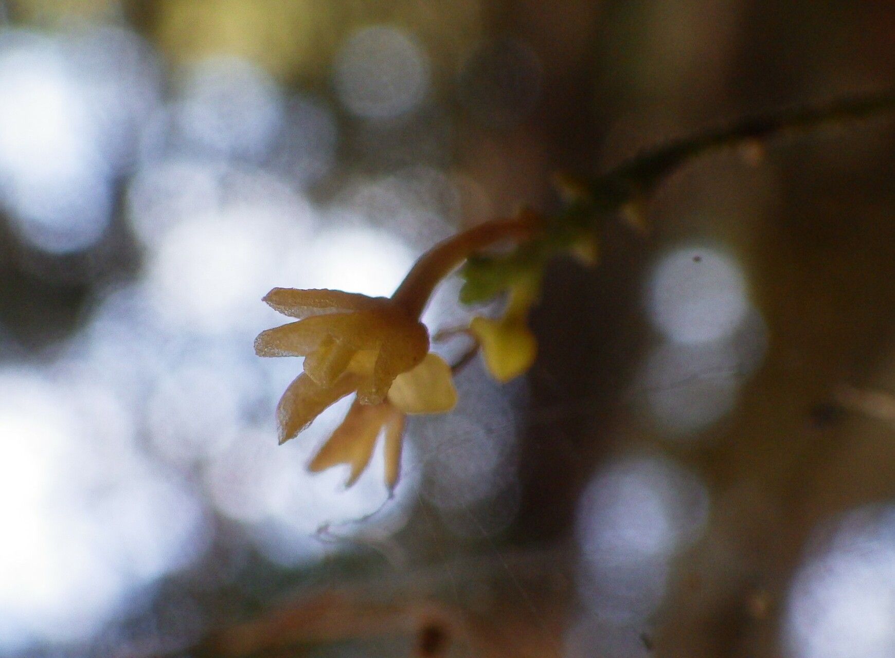 Taeniophyllum pyriforme — houseplant care guide