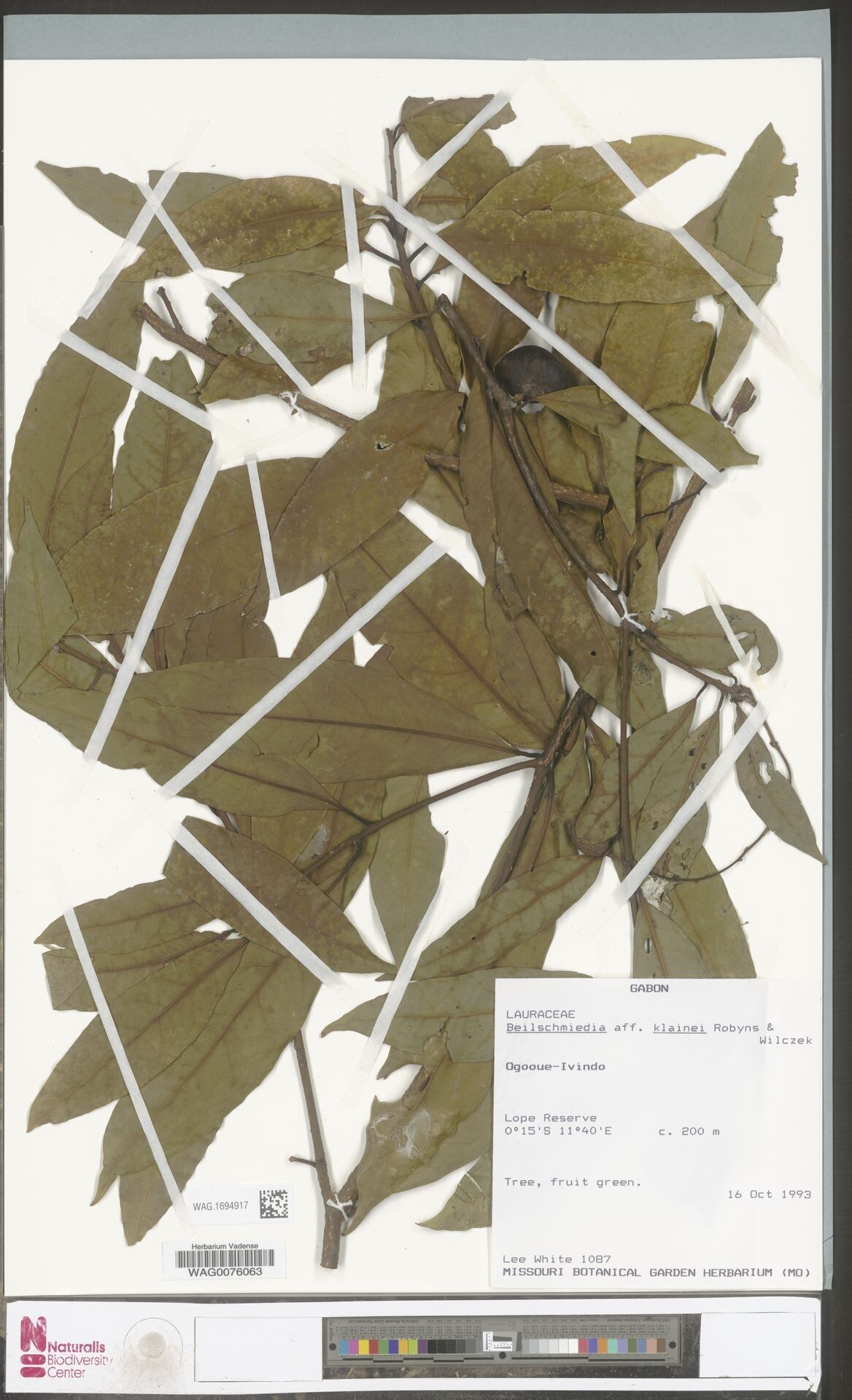 Beilschmiedia klainei — houseplant care guide