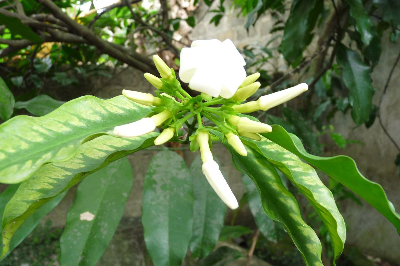 Picralima nitida flower