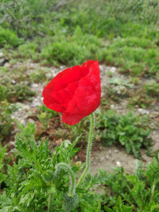 Papaver pseudoorientale leaf