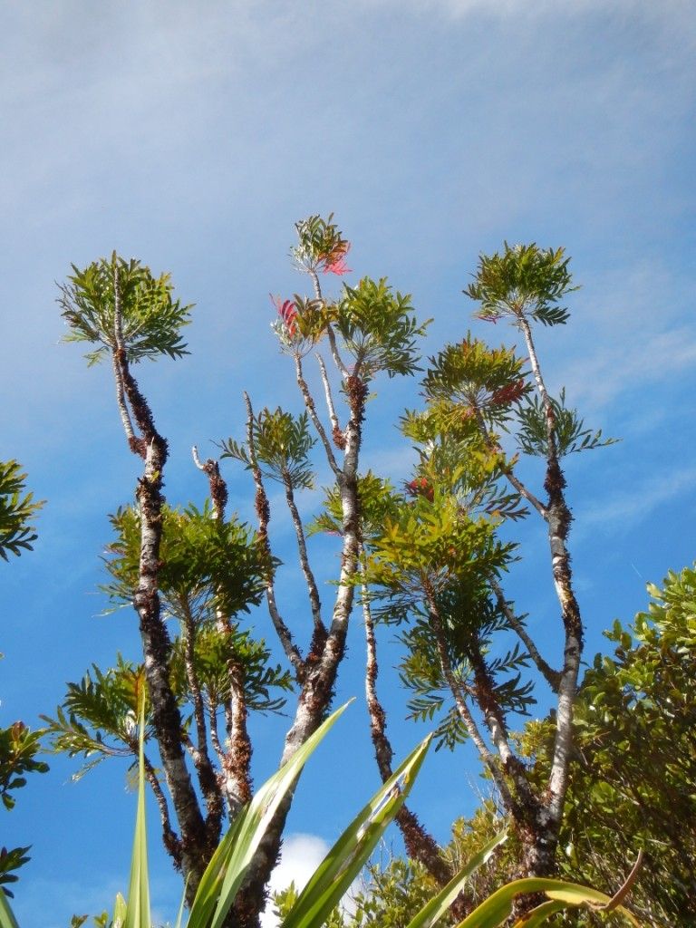 Beauprea comptonii habit