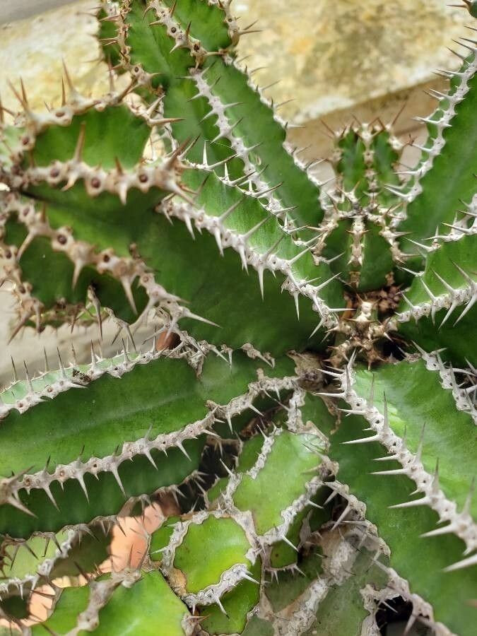 Euphorbia restricta leaf