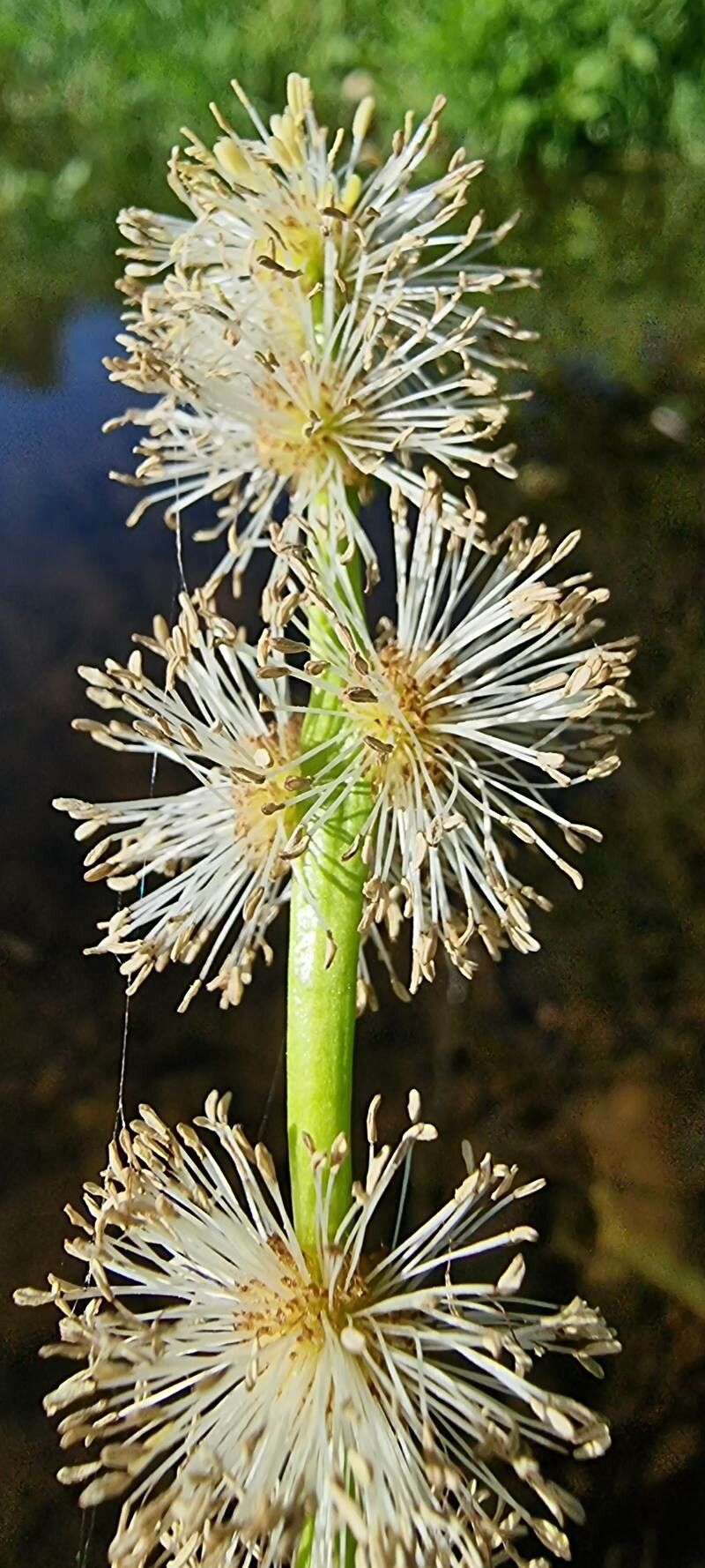 Sparganium emersum flower