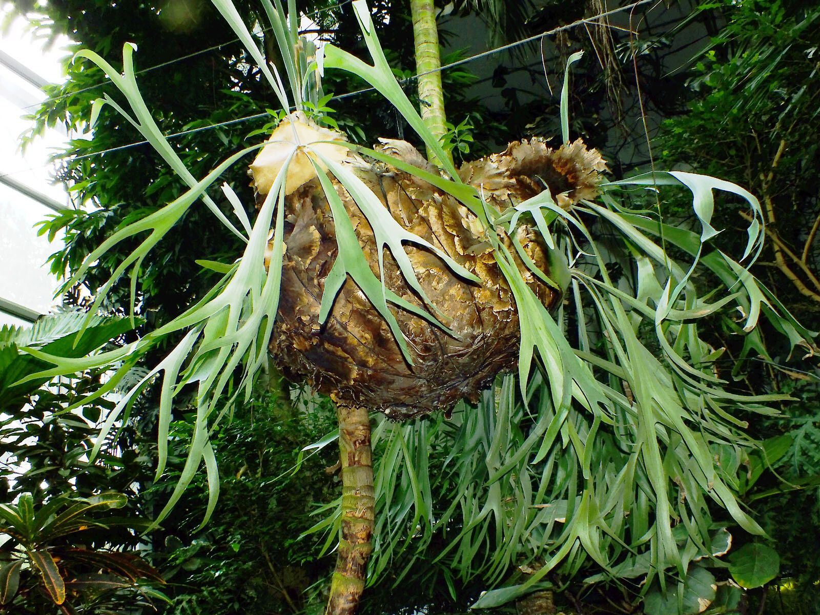 Platycerium alcicorne habit