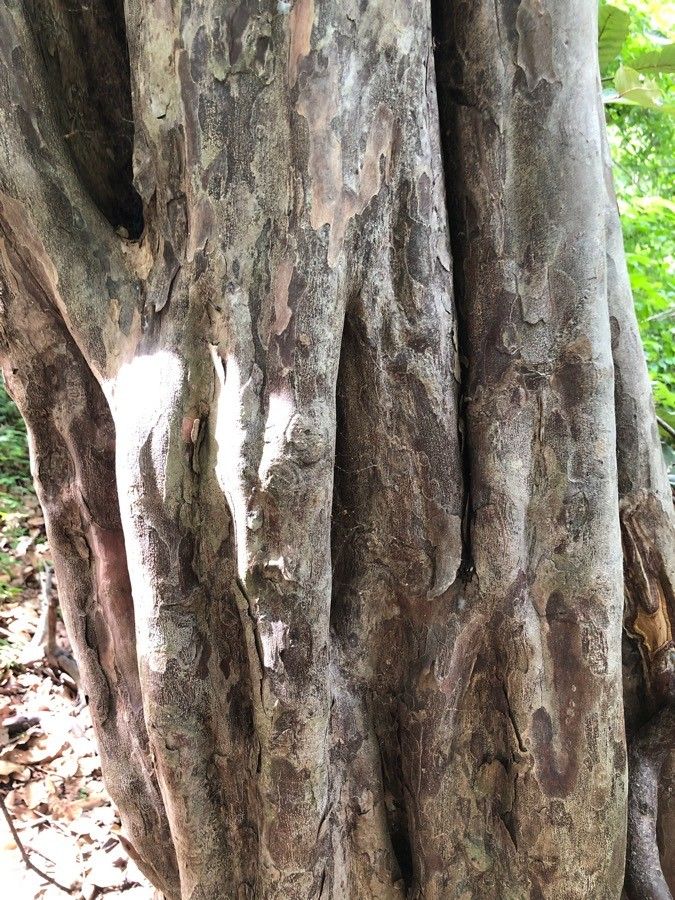 Guettarda macrosperma — houseplant care guide