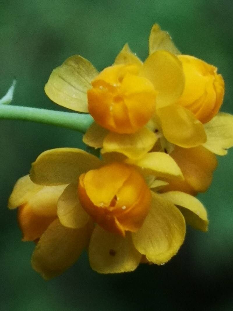 Berberis congestiflora flower