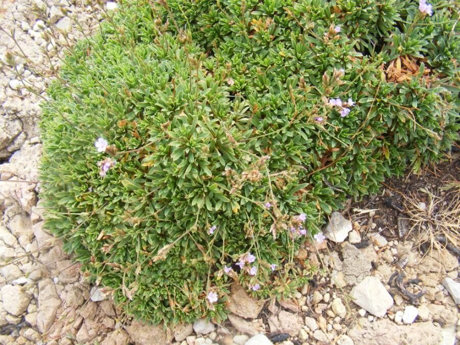 Limonium letourneuxii — houseplant care guide