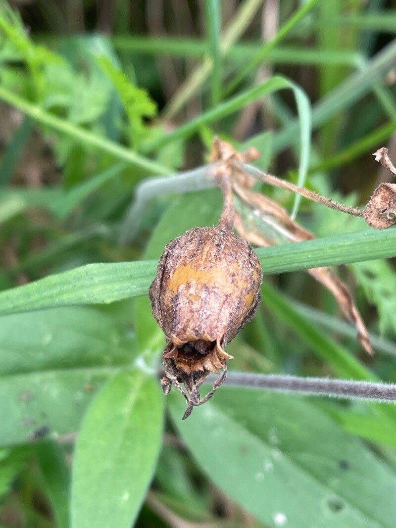 Silene × hampeana fruit