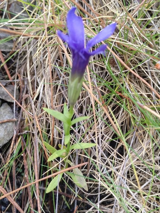 Gentianopsis ciliata leaf