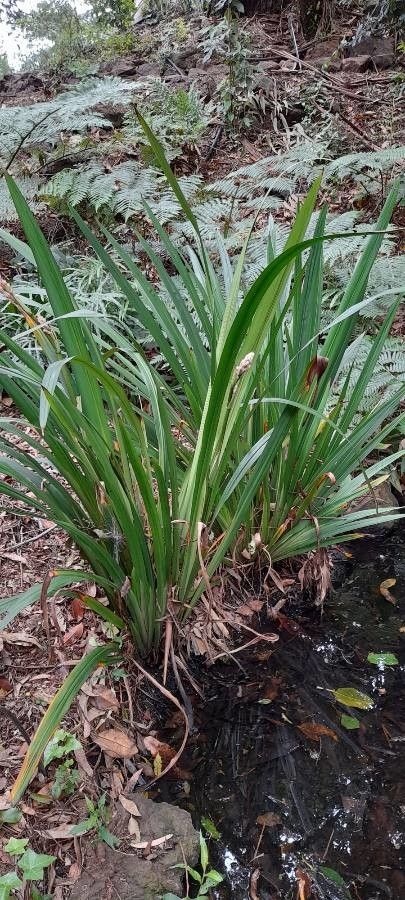 Helmholtzia glaberrima habit