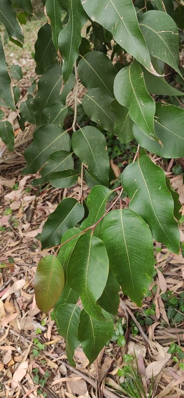 Corymbia maculata — houseplant care guide