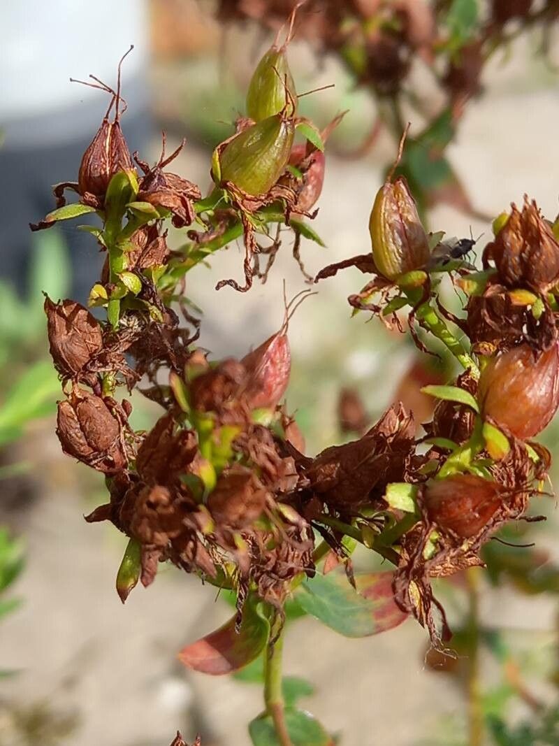 Hypericum maculatum fruit