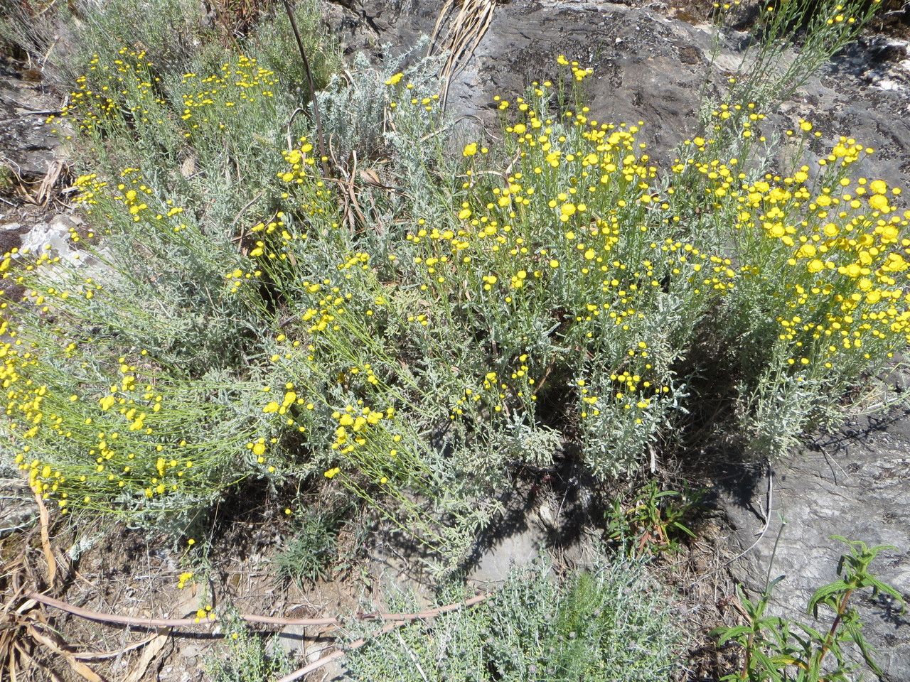 Santolina corsica habit