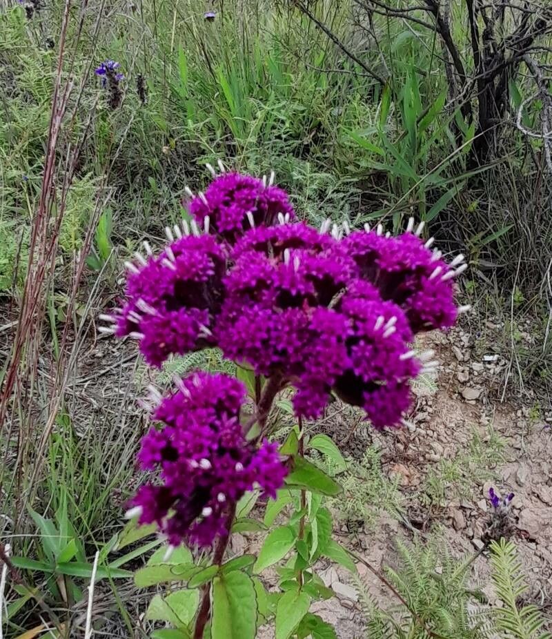 Stevia lilloi flower