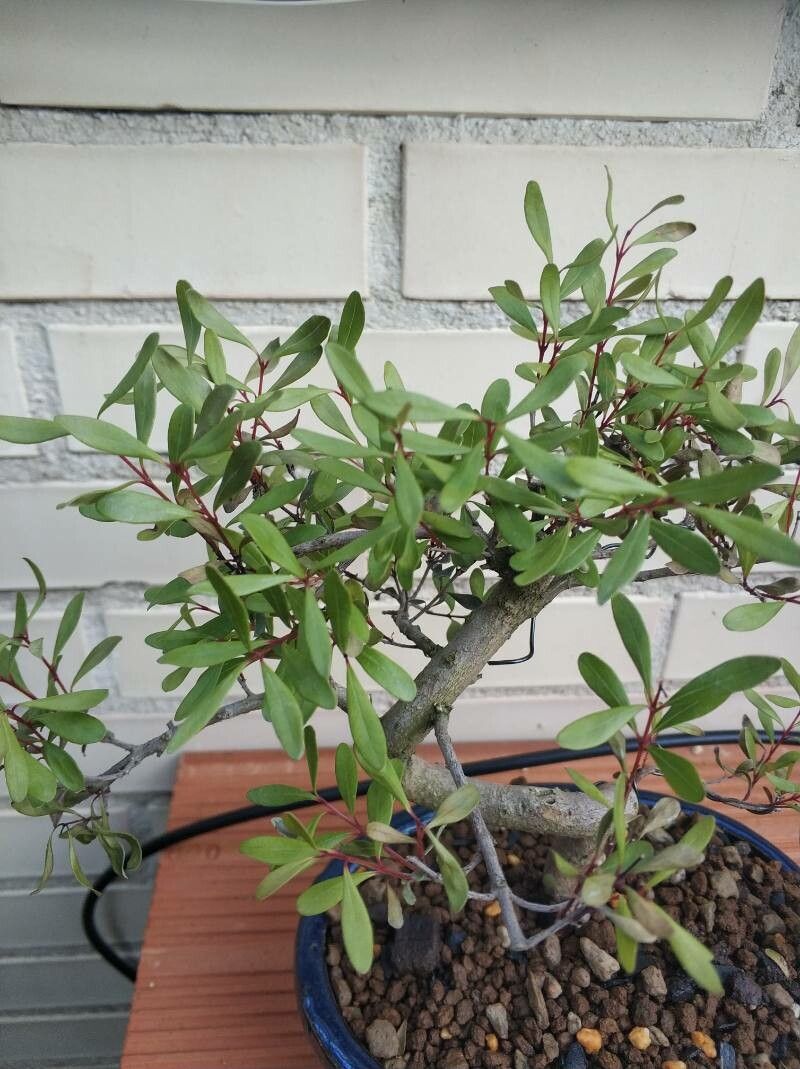 Ilex microphylla leaf