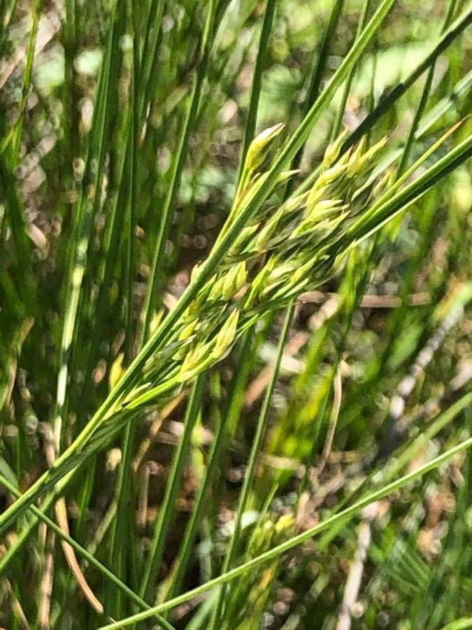 Juncus interior fruit