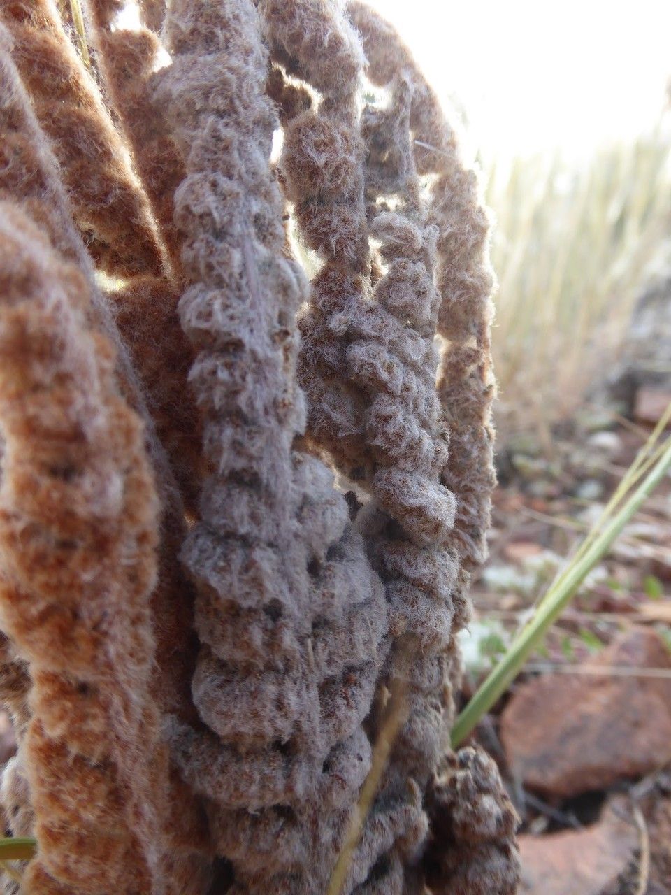 Cheilanthes vellea leaf