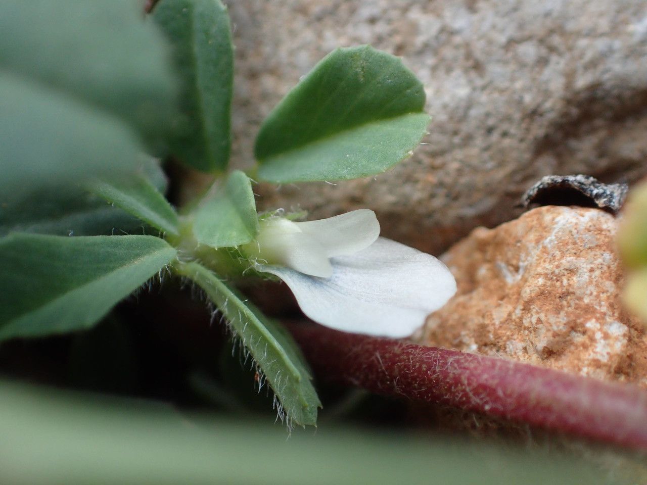 Trigonella gladiata flower