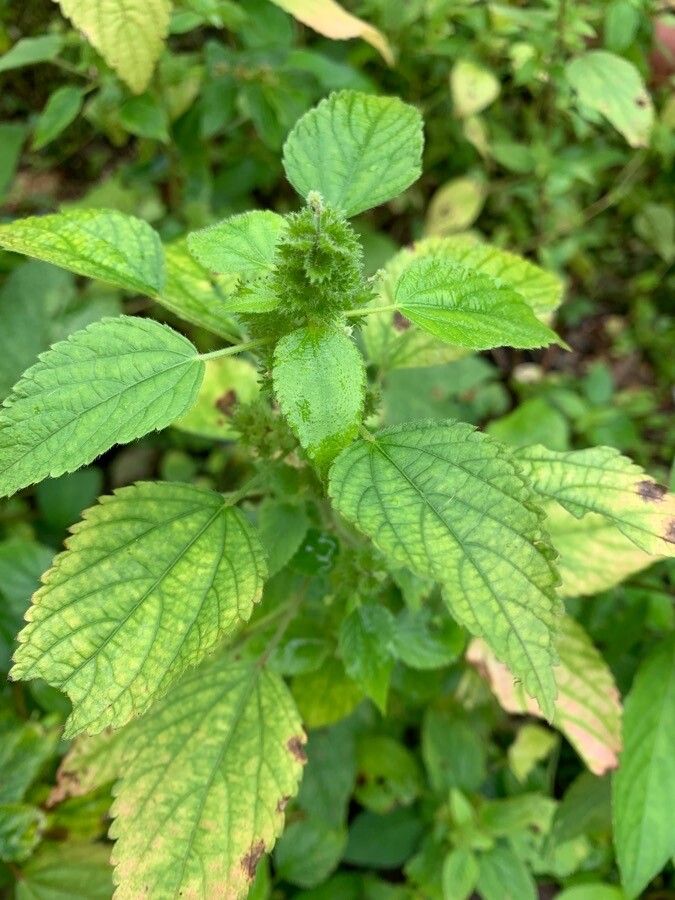 Acalypha aristata flower