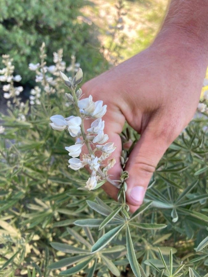 Lupinus meionanthus — search result for 'Lupinus'