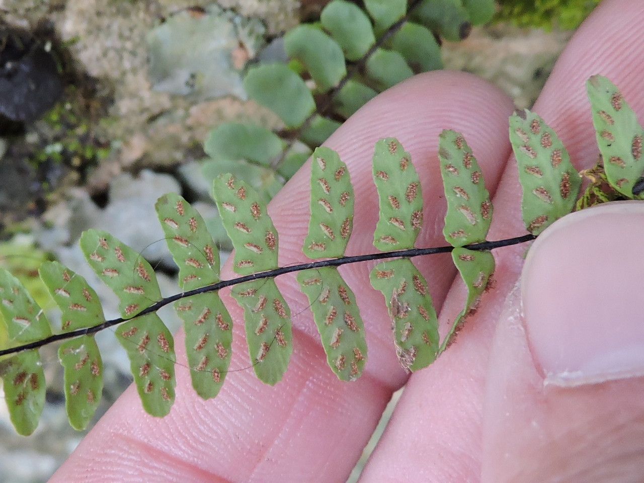 Asplenium resiliens other