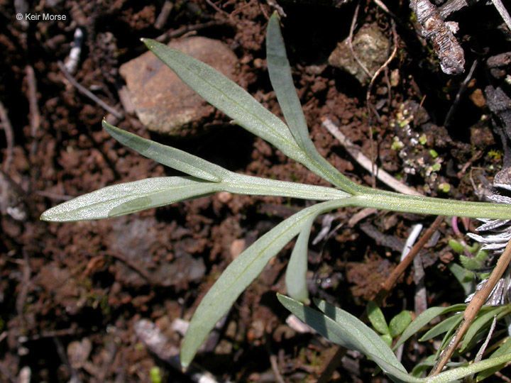 Viola hallii — search result for 'Viola'