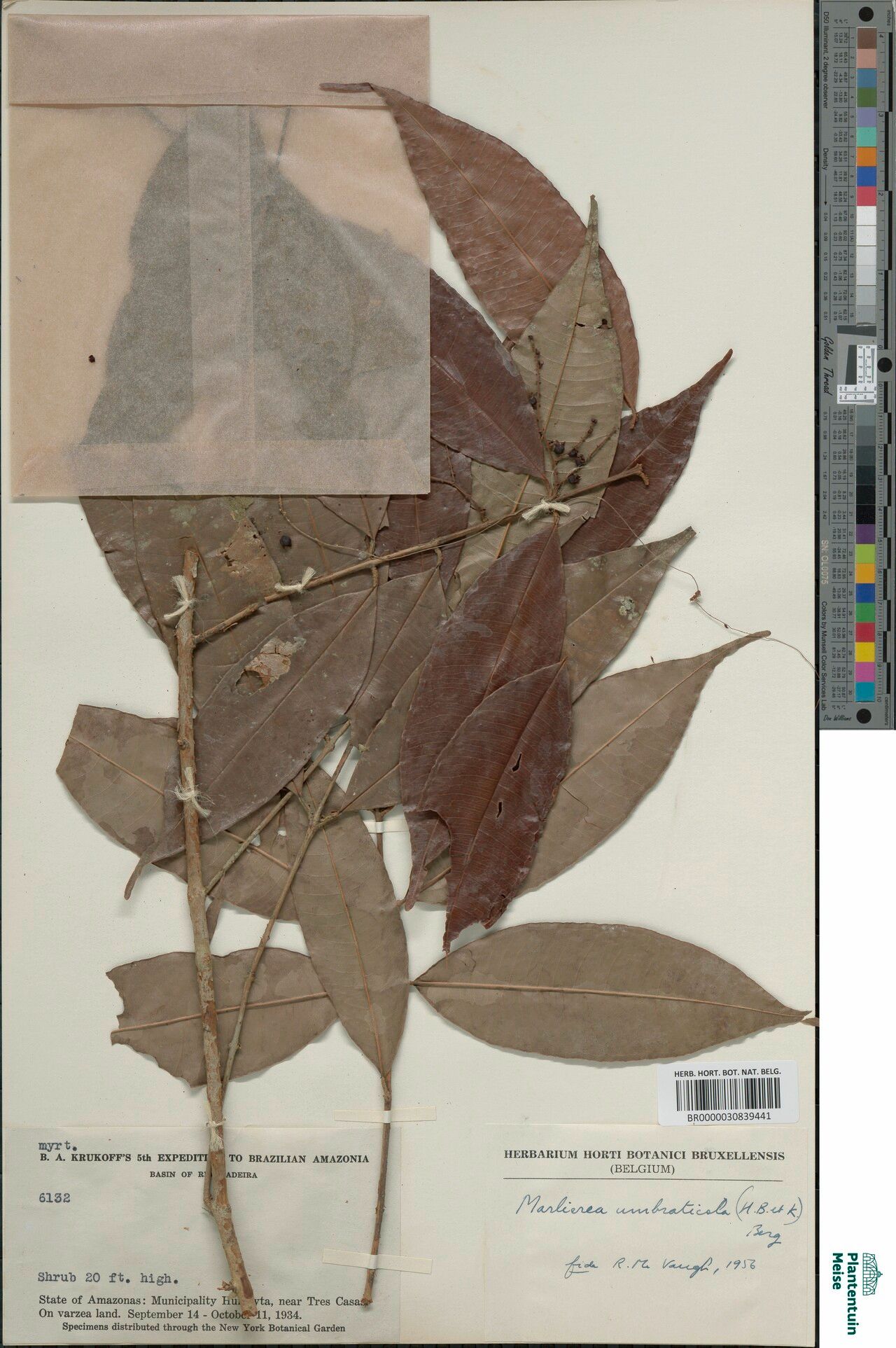 Myrcia umbraticola — houseplant care guide